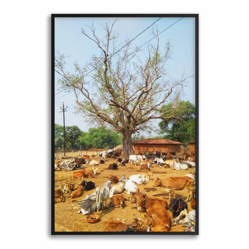 cattle-canopy-nborder