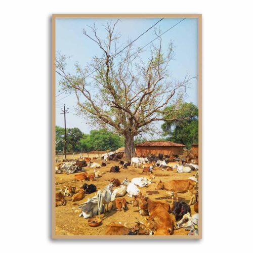 cattle-canopy-nborder-w