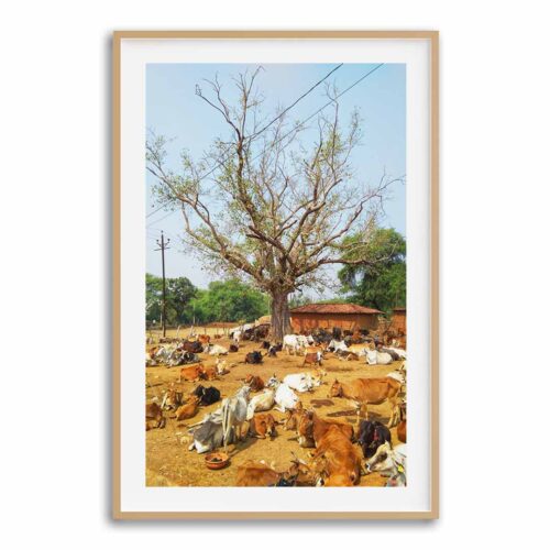 cattle-canopy-wood-border