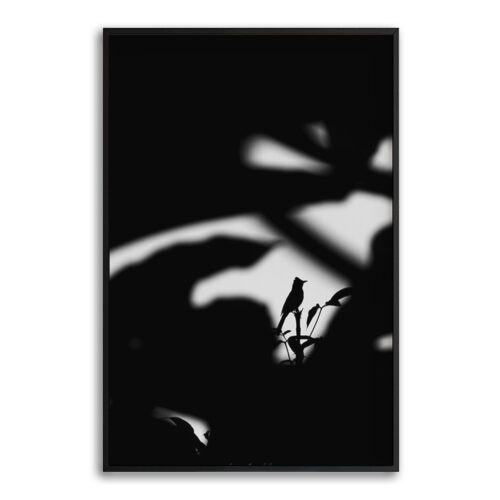 solitary-songbird-fullbleed-black