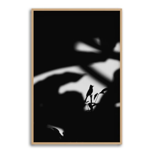 solitary-songbird-fullbleed-wooden
