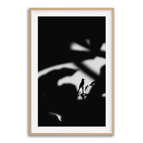 solitary-songbird-matted-wooden